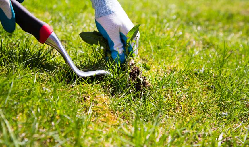 WEED CONTROL